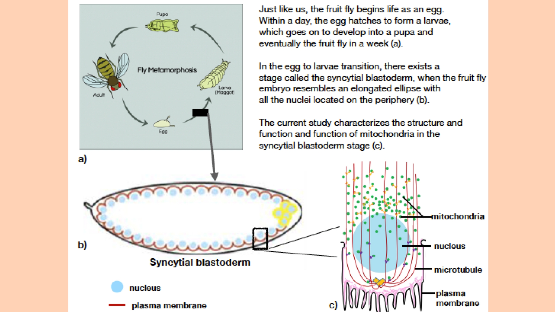 Mitochondria in fruit fly embryogenesis: Round, dynamic and active